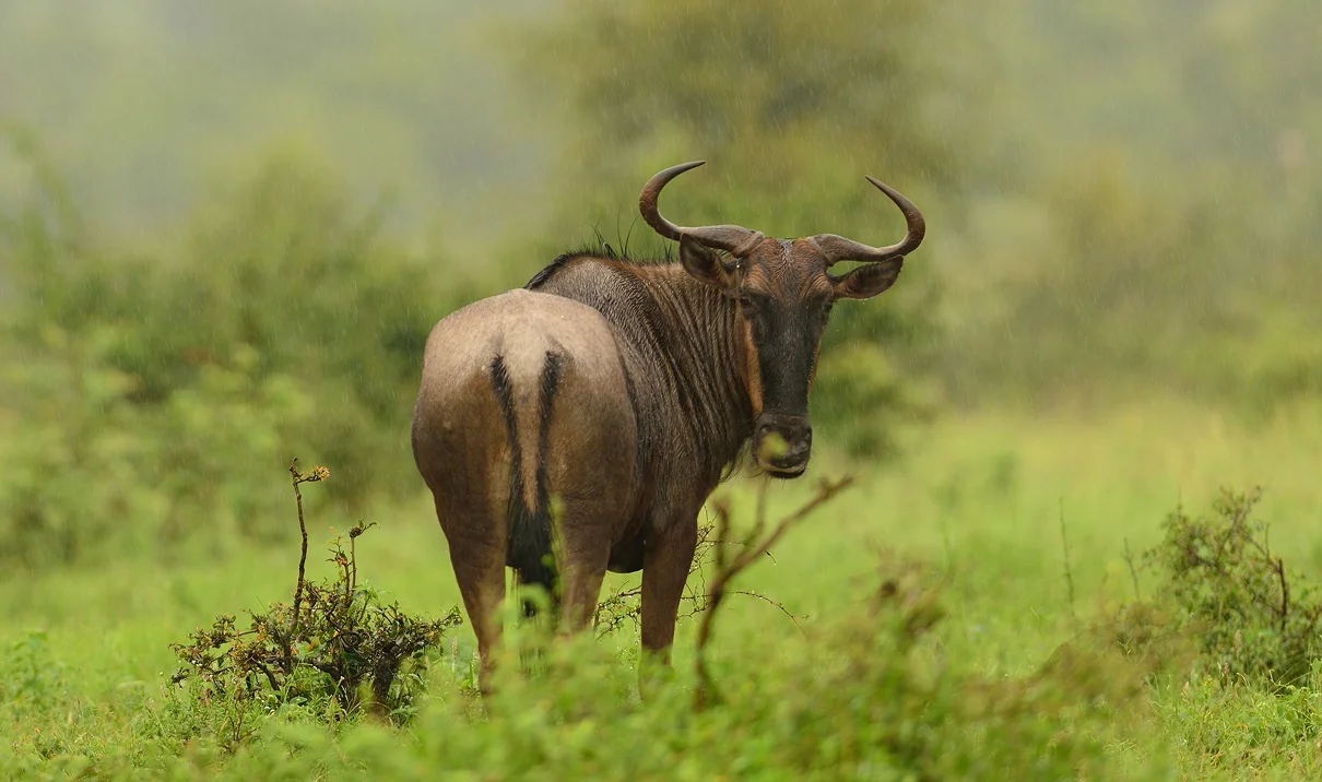 African wildlife seen on safari game drives